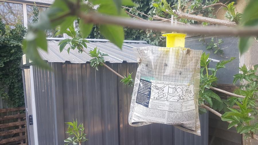 Mobiliser les phéromones contre les nuisibles