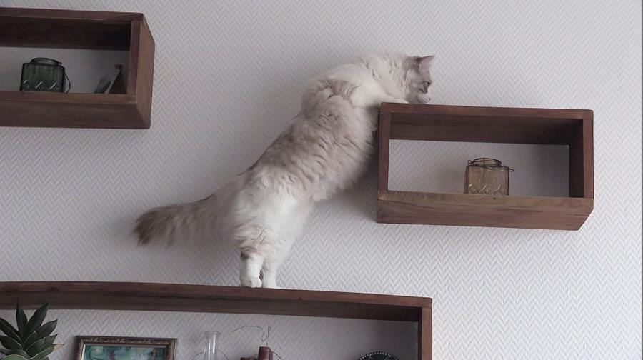 Zo maak je je woning huisdierproof